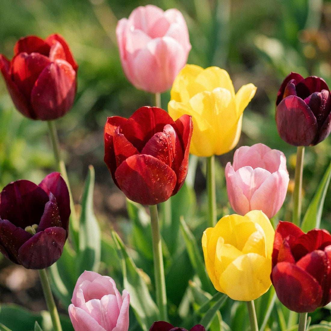 Tulpenmischung 'Single Late Combi' Mixed