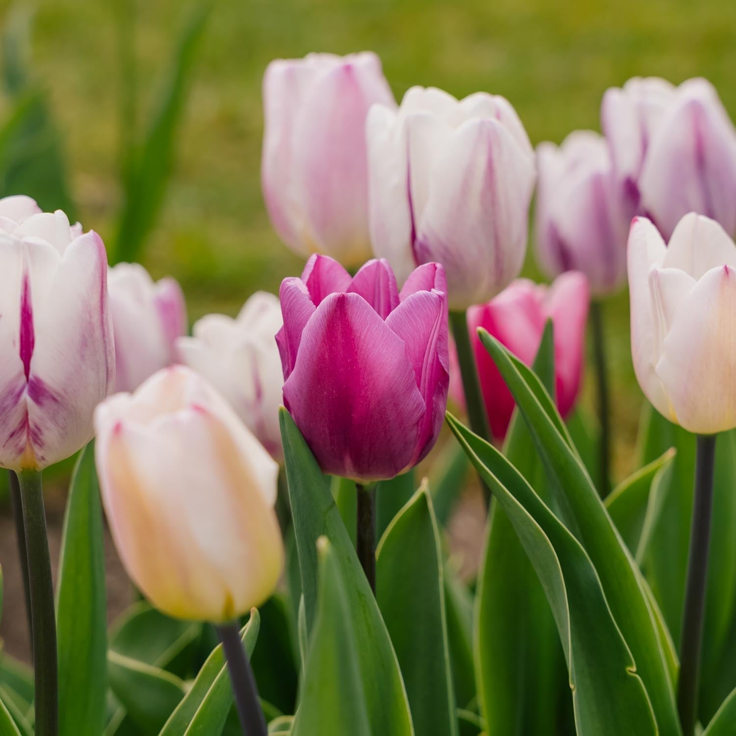 Tulpenmischung 'Triumph Flag Mixed'