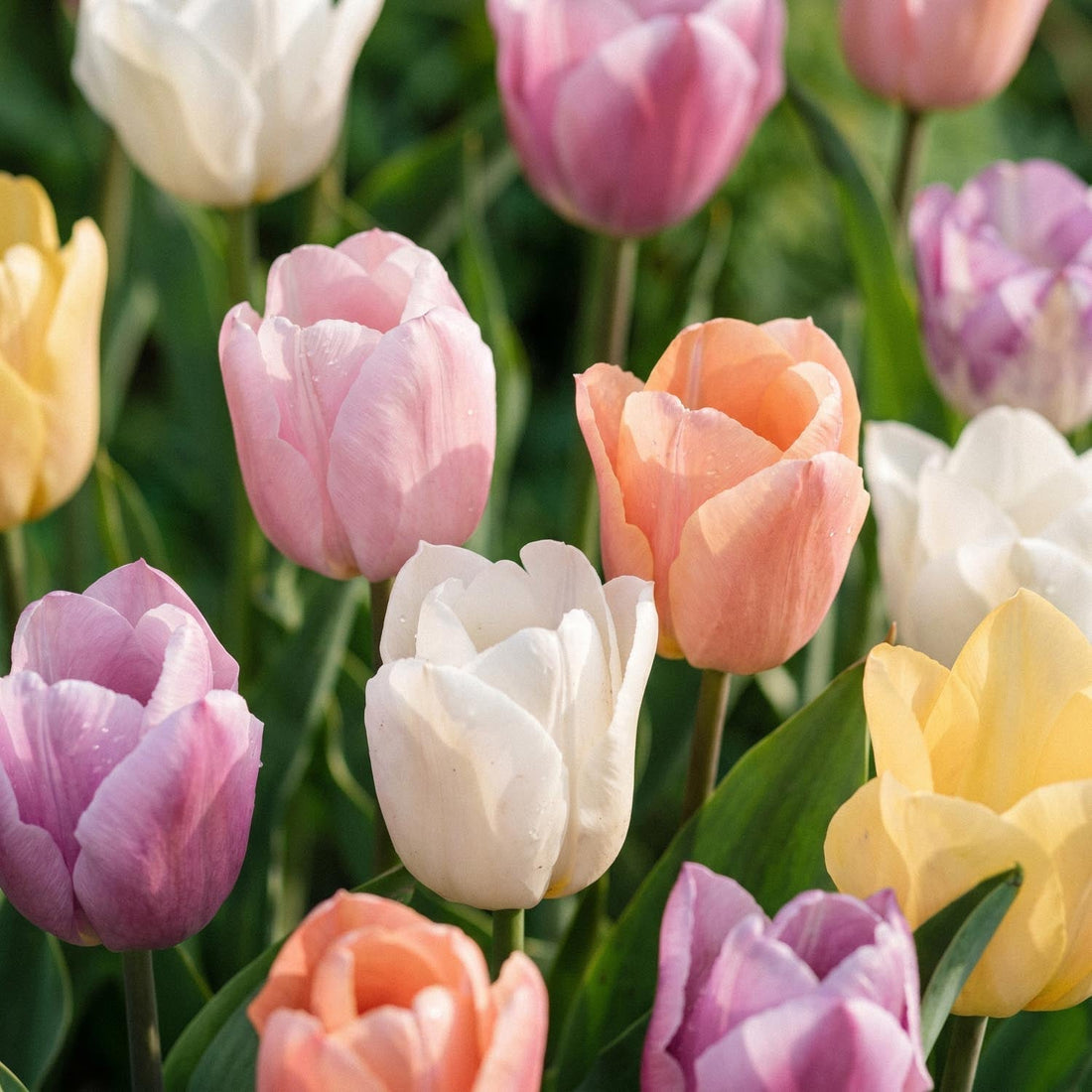 Tulpenmischung 'Triumph Pastel Mix'