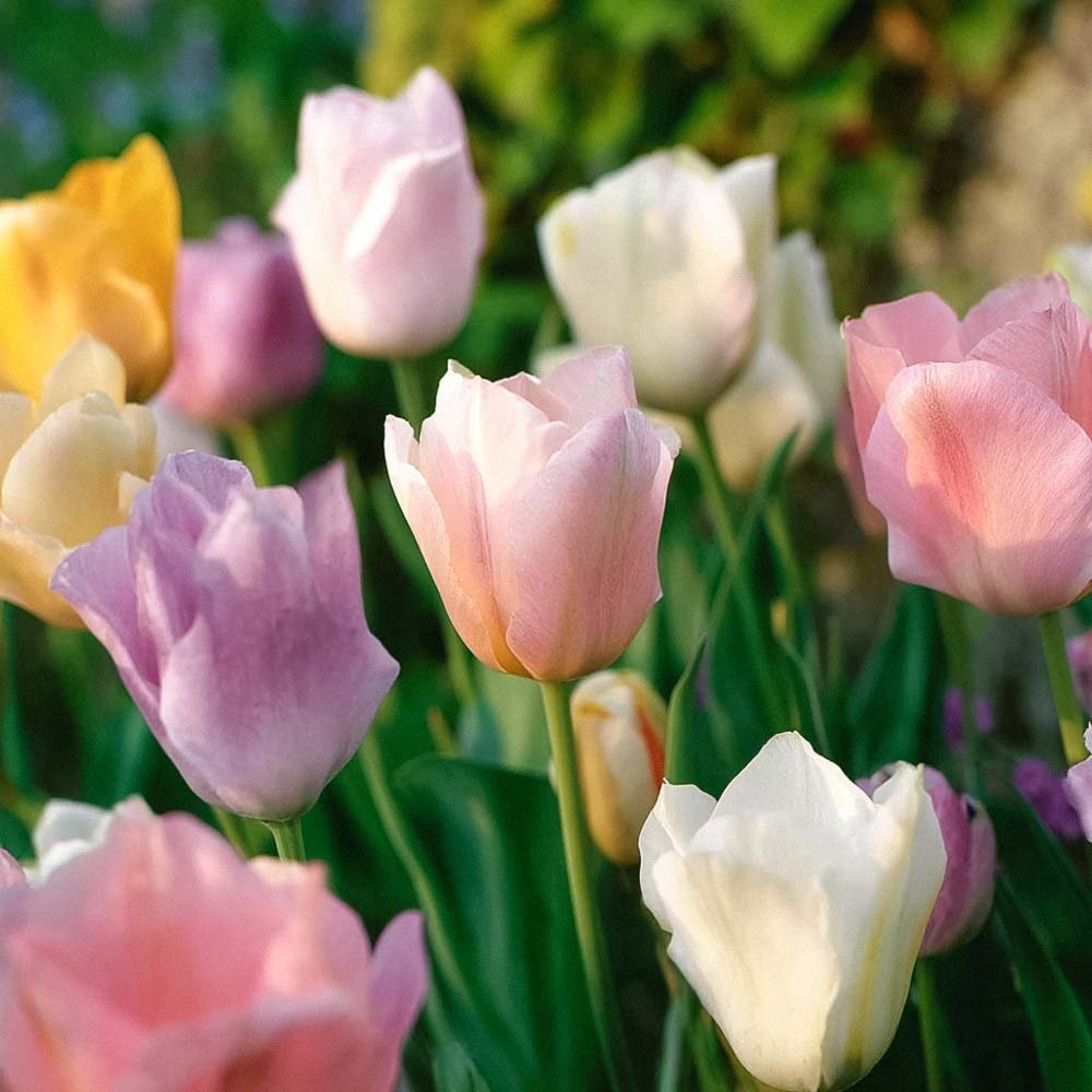 Tulpenmischung 'Triumph Pastel Mix'