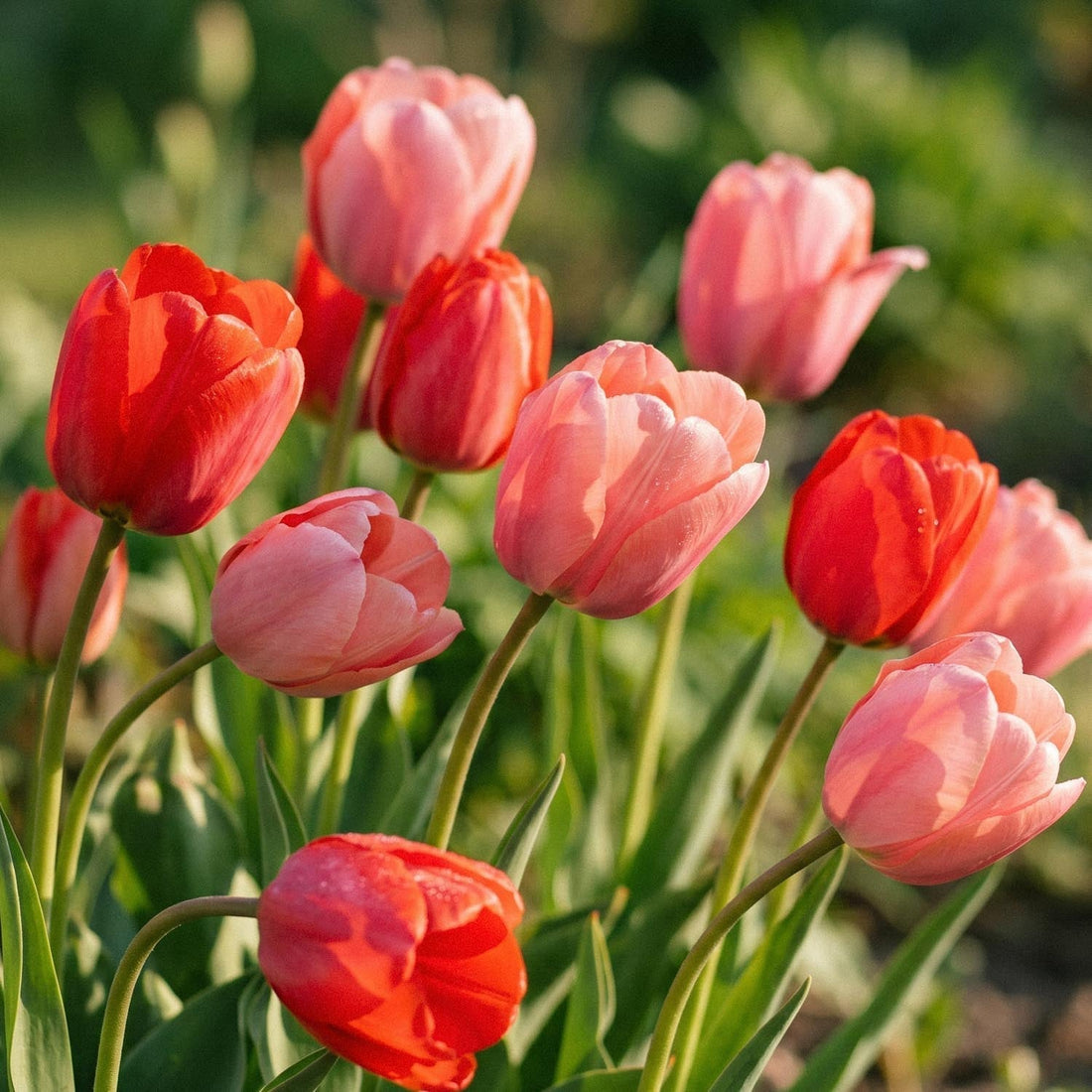 Tulpenmischung 'Van Eijk Mixed'