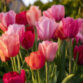 Tulpenmischung 'Van Eijk Mixed'