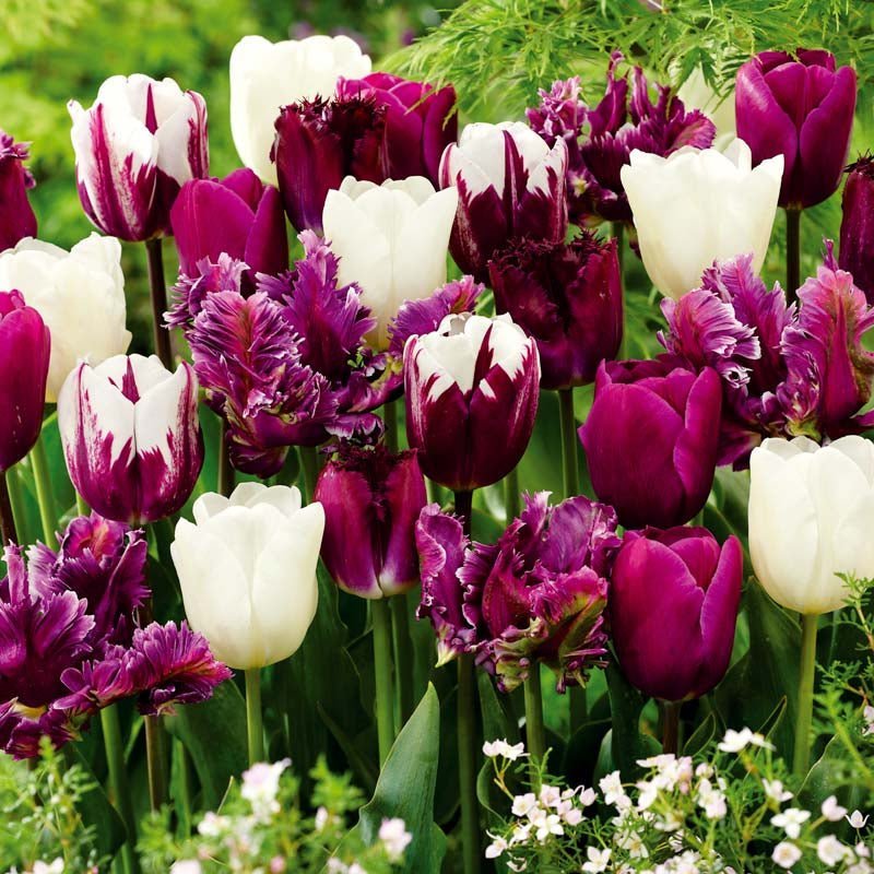 Tulpenmischung 'Violet - Lilac Mixed'