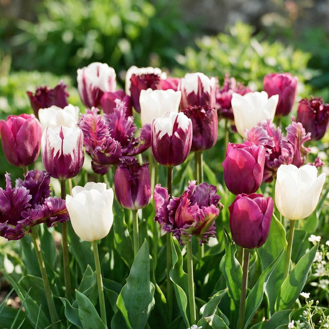 Tulpenmischung 'Violet Lilac Mixed'