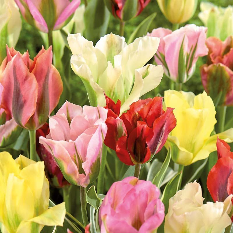 Tulpenmischung 'Viridiflora Mixed'