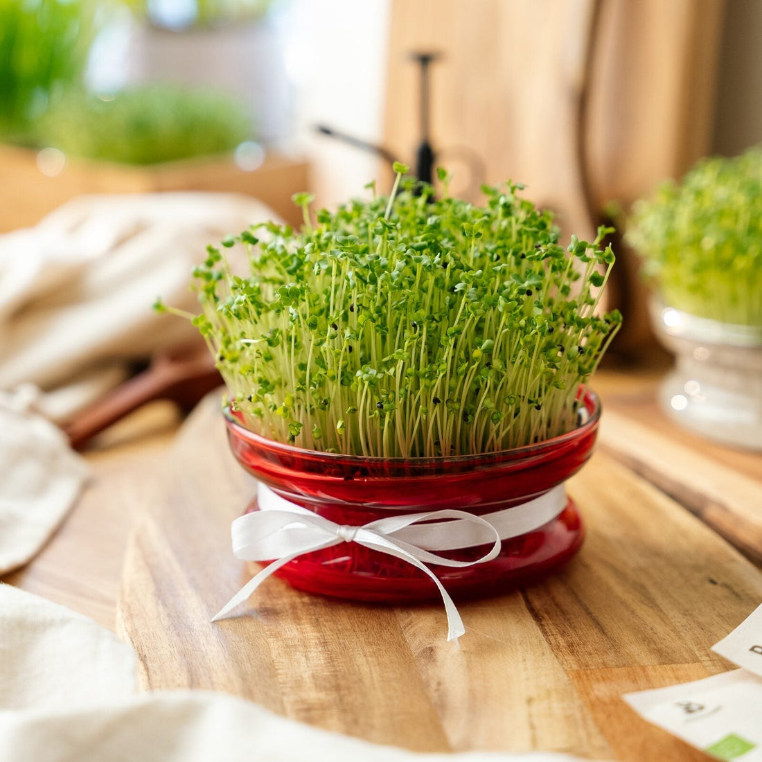 Weihnachts-Keimschale für Microgreens