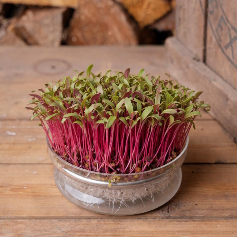 Weißstieliger Mangold Microgreens Samen - 1200 Biosamen