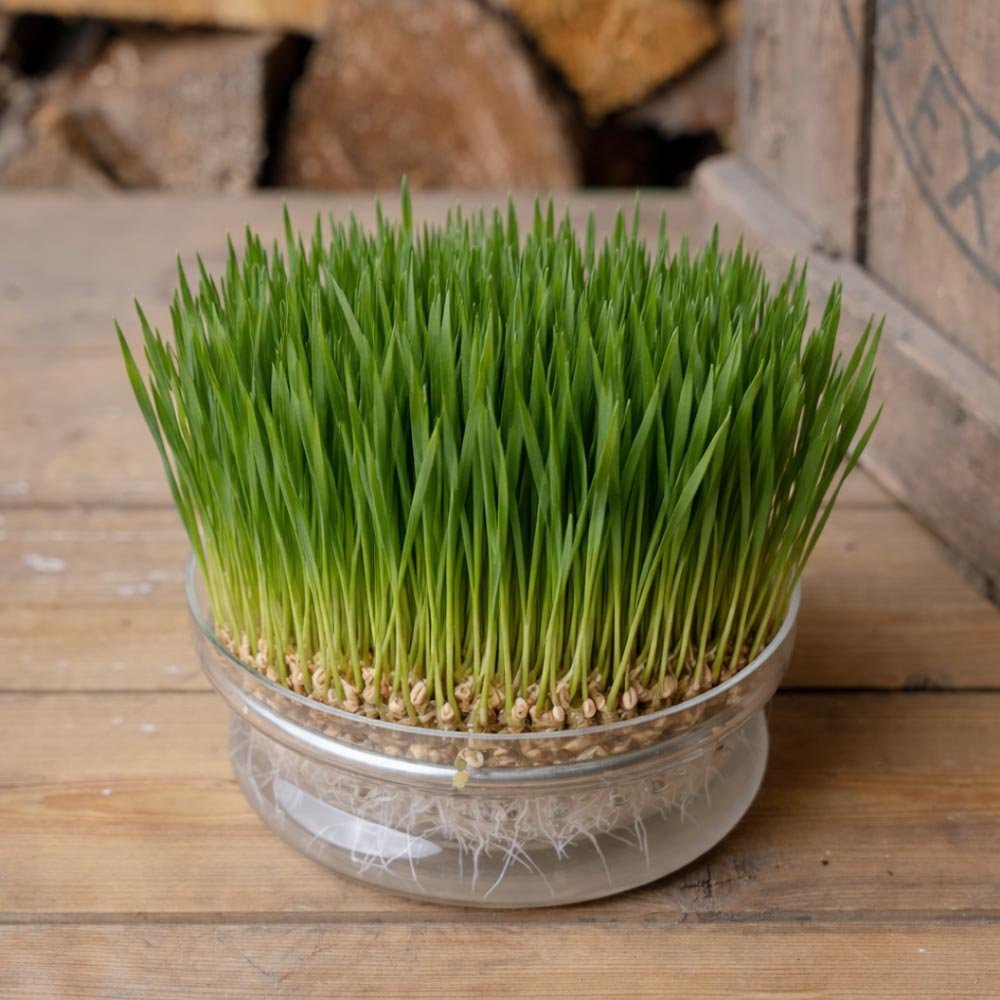 Weizen Microgreens Samen - 400 Biosamen