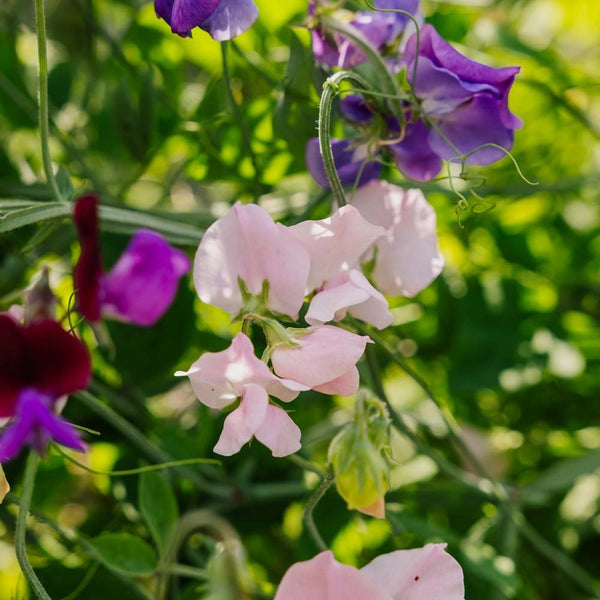 Wicken Samen 'Sweet Pea Mix' | Blumensamen