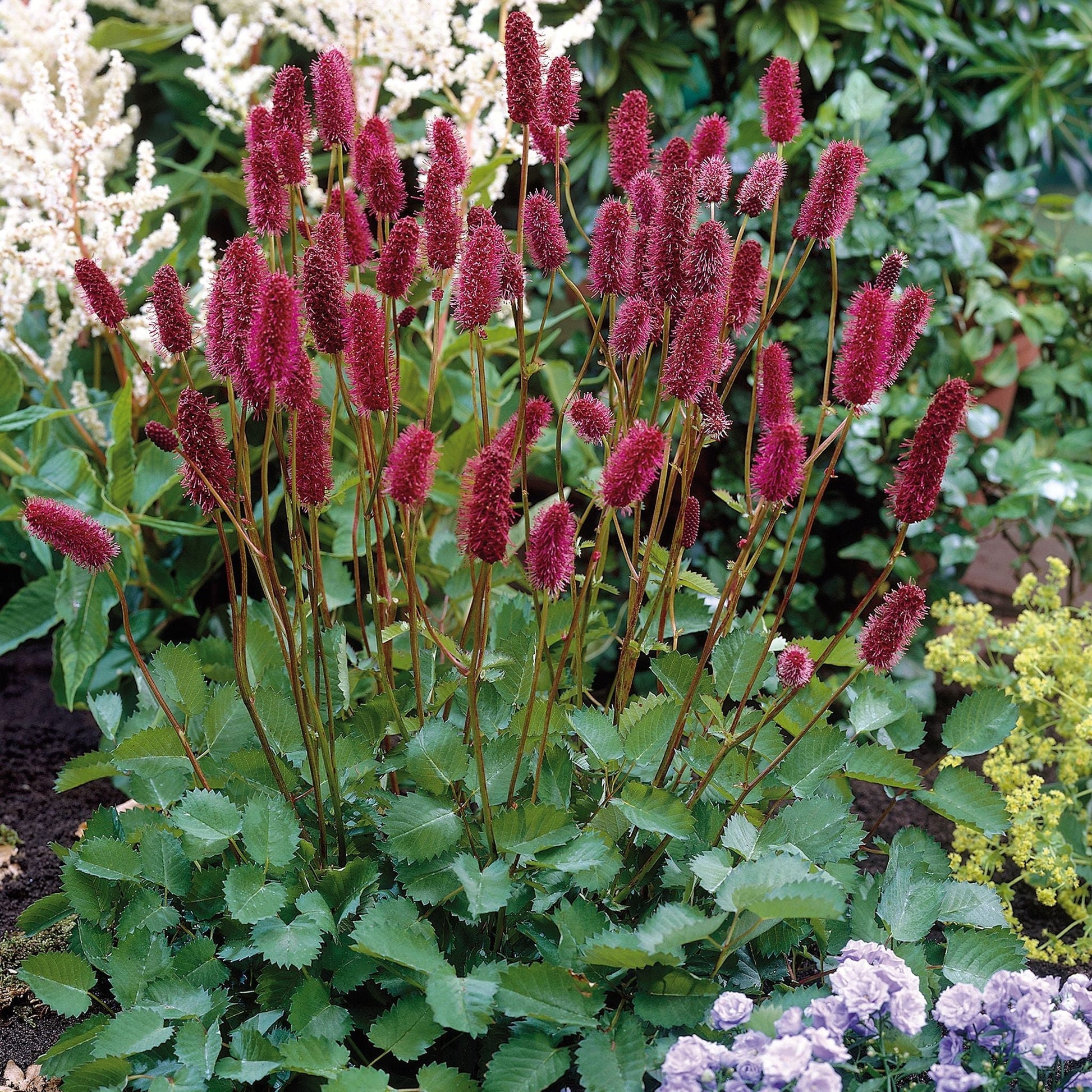 Wiesenknopf, Sanguisorba