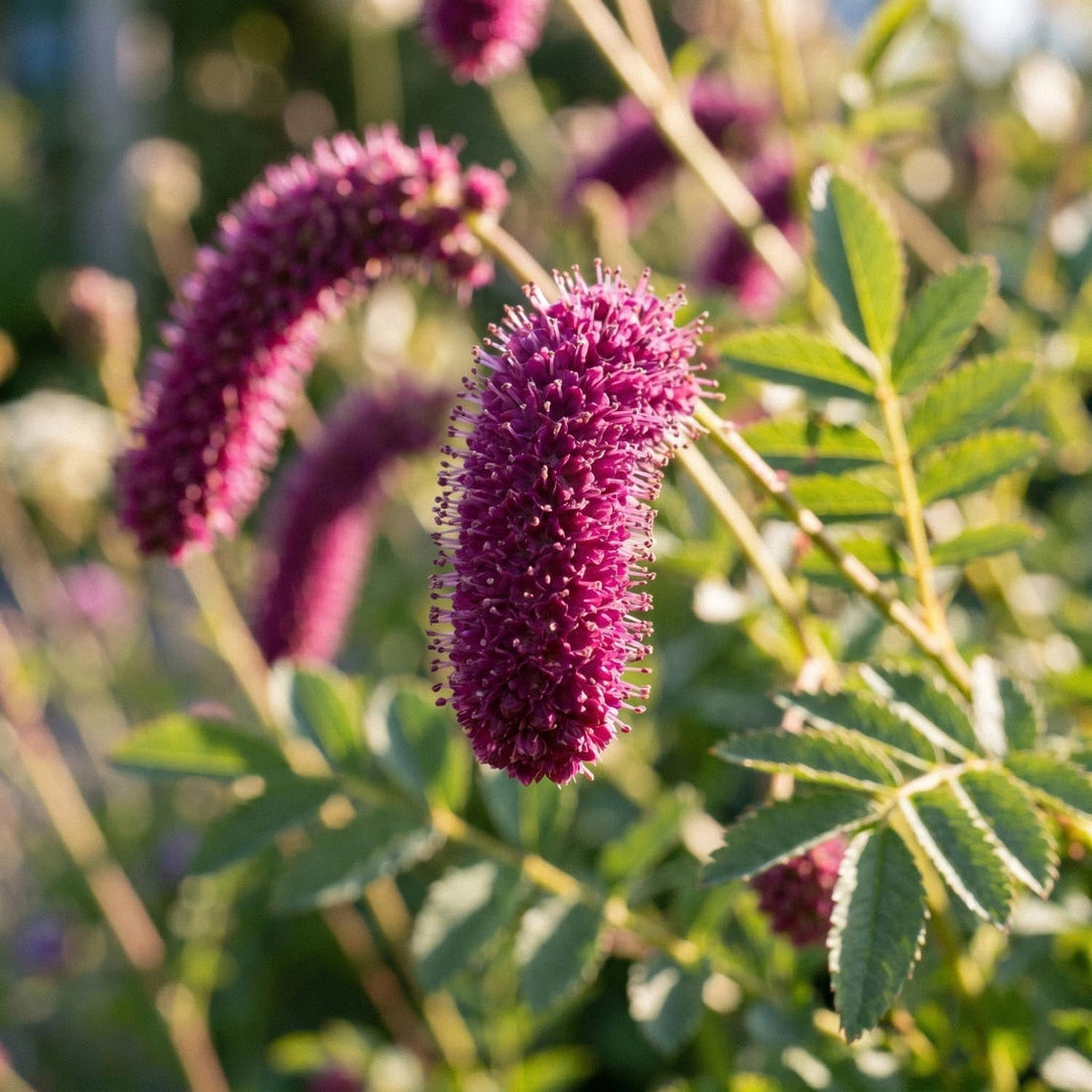 Wiesenknopf, Sanguisorba