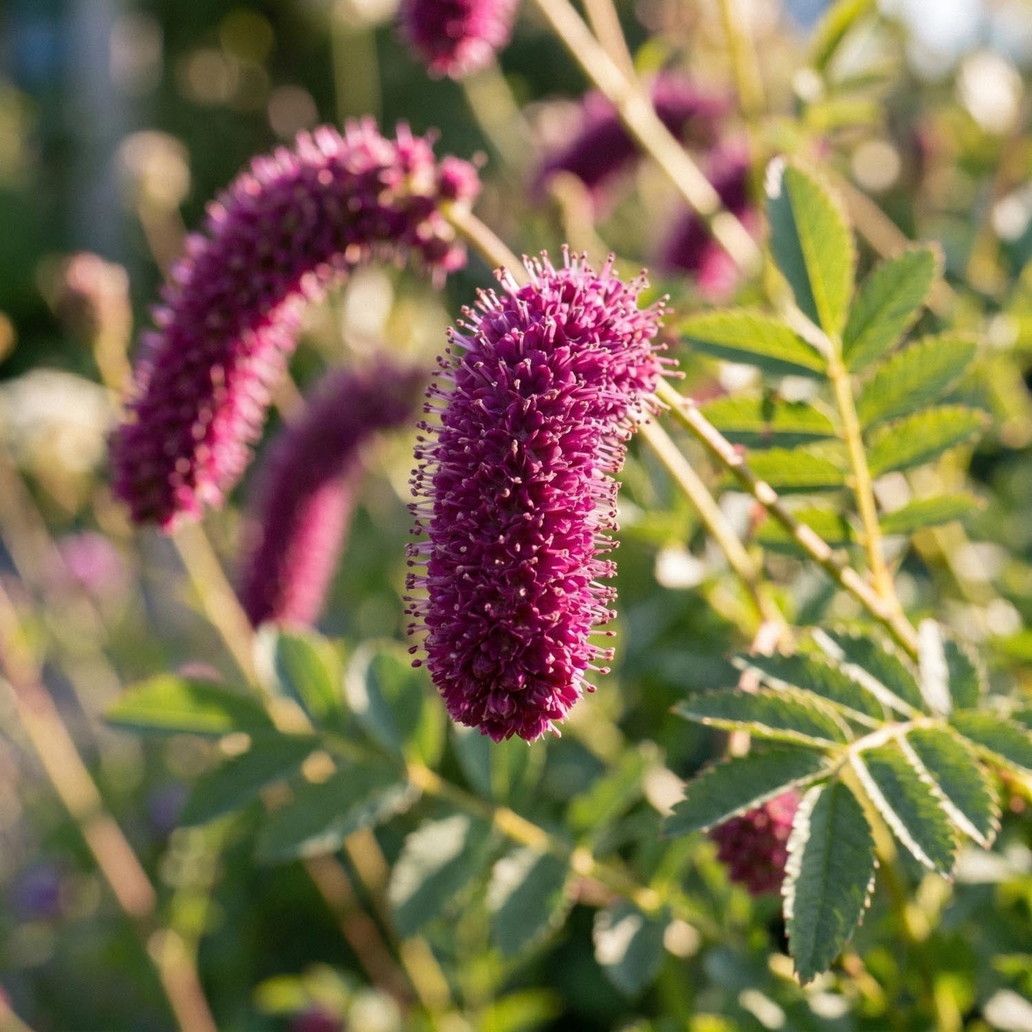 Wiesenknopf, Sanguisorba