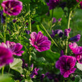 Wilde Malve Samen 'Mauritanica' - 100 Biosamen