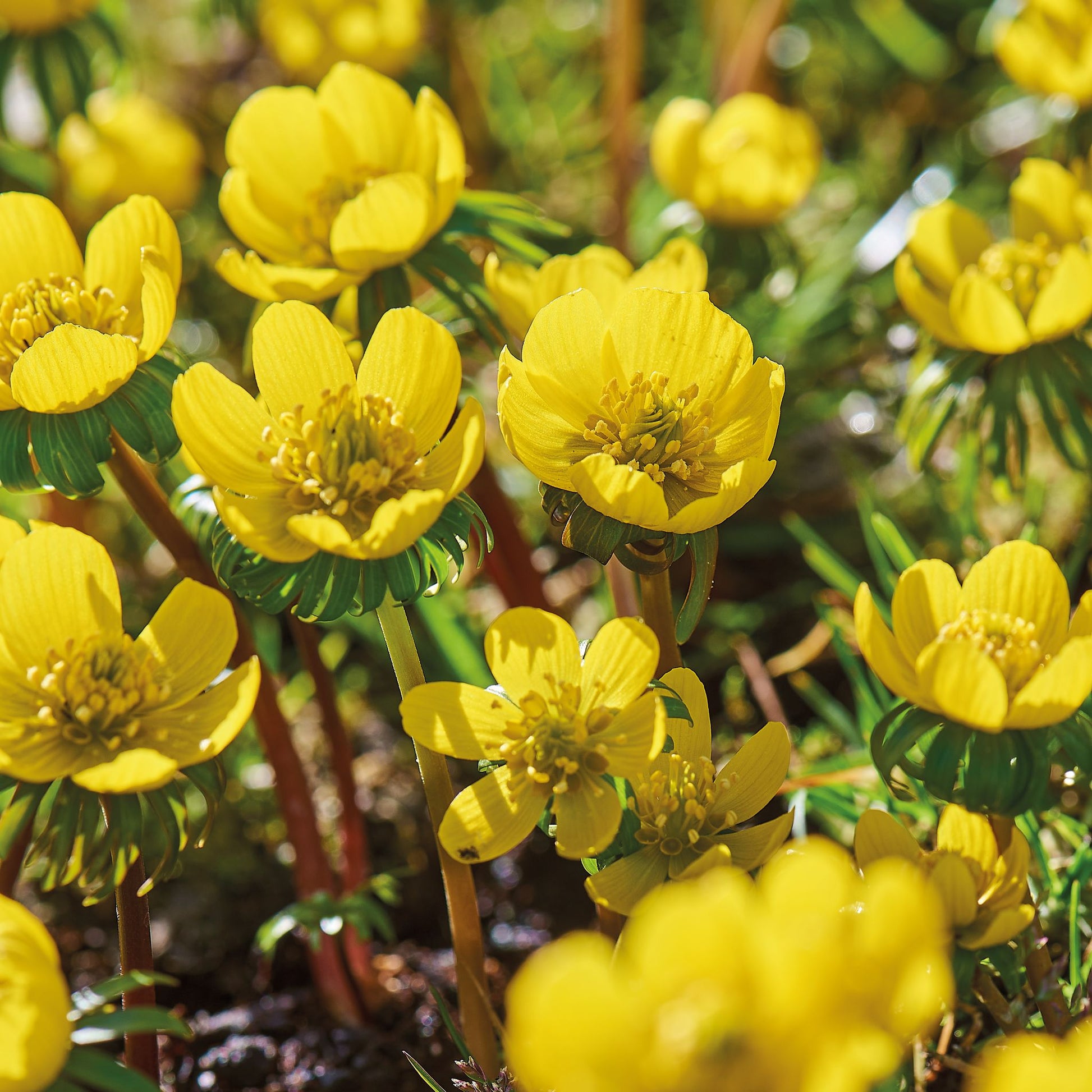 Winterlinge, Eranthis 'Cilicica'