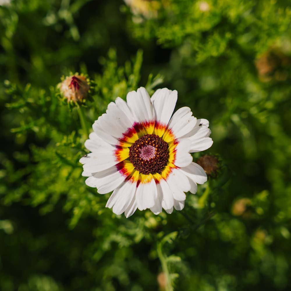 Wucherblume Samen 'Mix' - 250 Biosamen