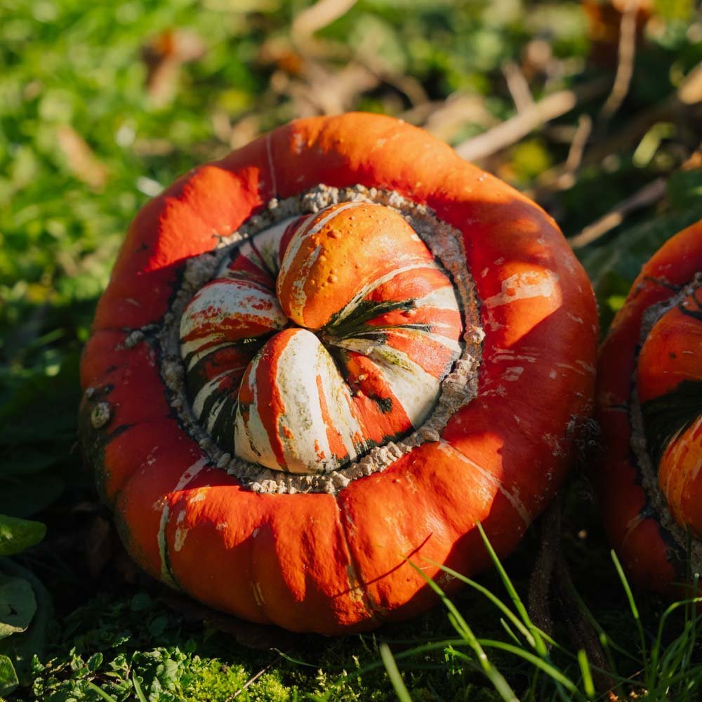 Zierkürbis Samen 'Bischofsmütze' - 5 Biosamen