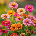 Zinnien Samen 'Carroussel' - 50 Biosamen