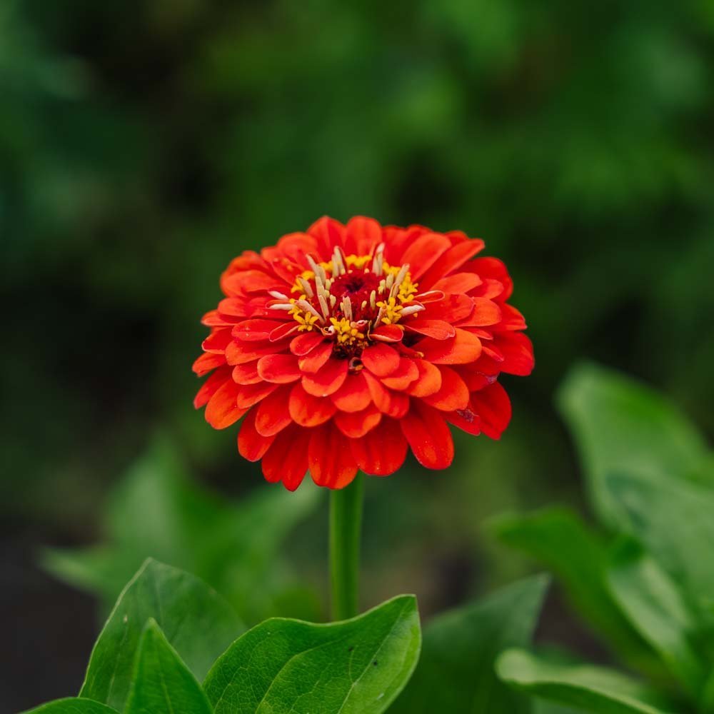 Zinnien Samen 'Carroussel' - 50 Biosamen