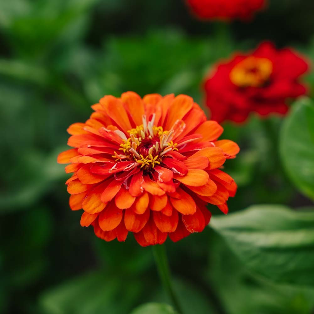 Zinnien Samen 'Carroussel' - 50 Biosamen
