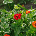 Zinniensamen 'Sommer in Orange' - 50 Biosamen