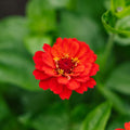 Zinniensamen 'Sommer in Orange' - 50 Biosamen
