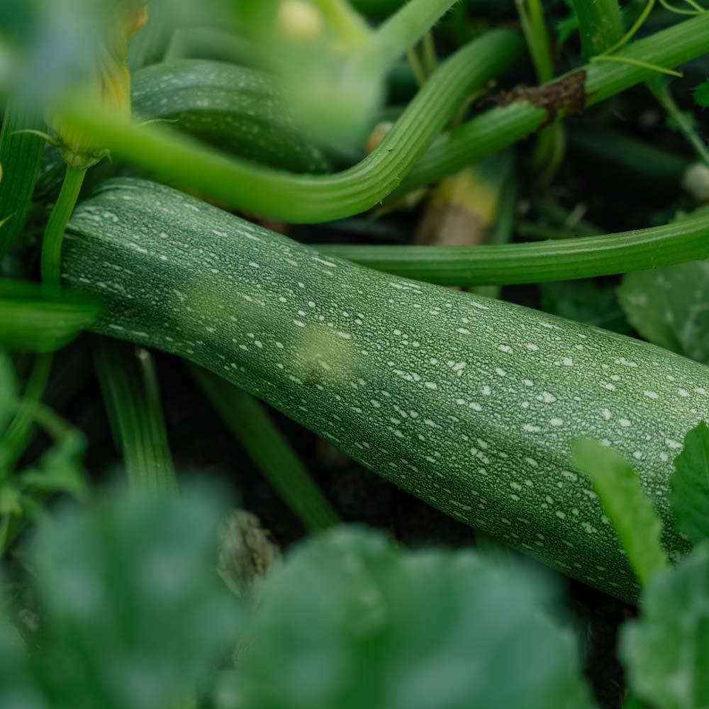 Zucchini Samen 'Alberello' - 10 Biosamen