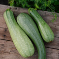 Zucchini Samen 'Alberello' - 10 Biosamen