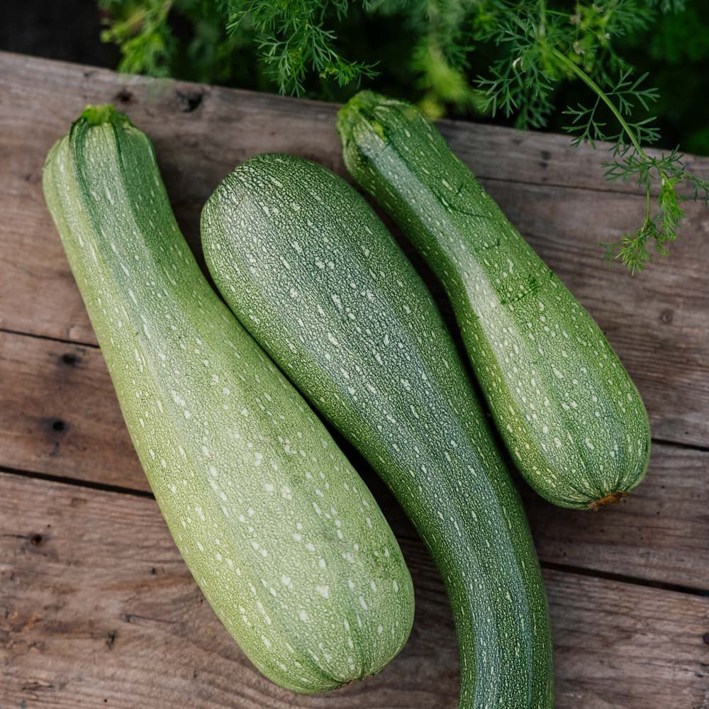 Zucchini Samen 'Alberello' - 10 Biosamen