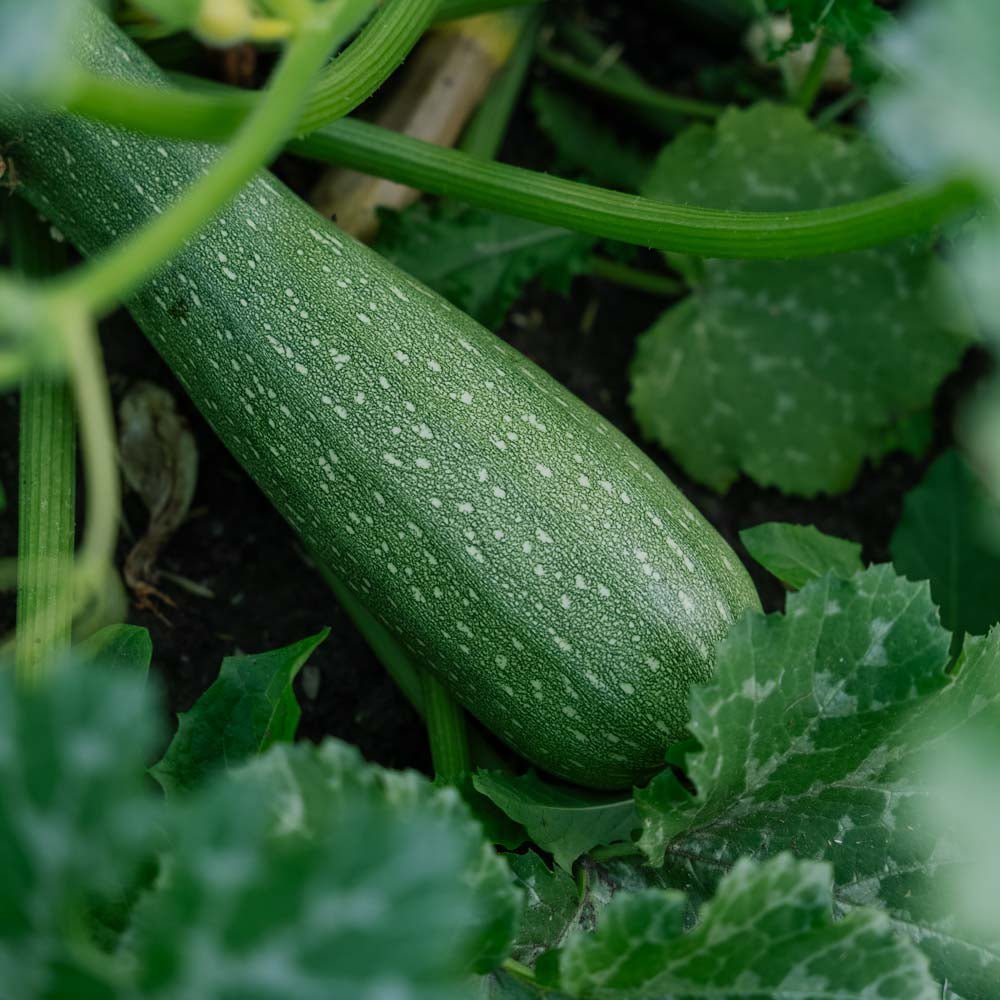 Zucchini Samen 'Alberello' - 10 Biosamen