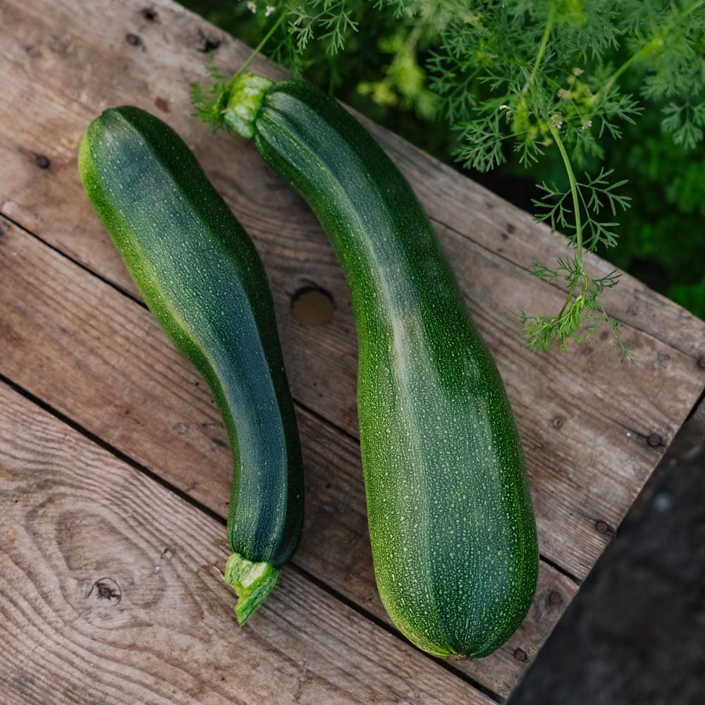 Zucchini Samen 'Black Beauty' - 6 Biosamen