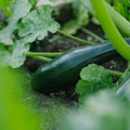 Zucchini Samen 'Black Beauty' - 6 Biosamen