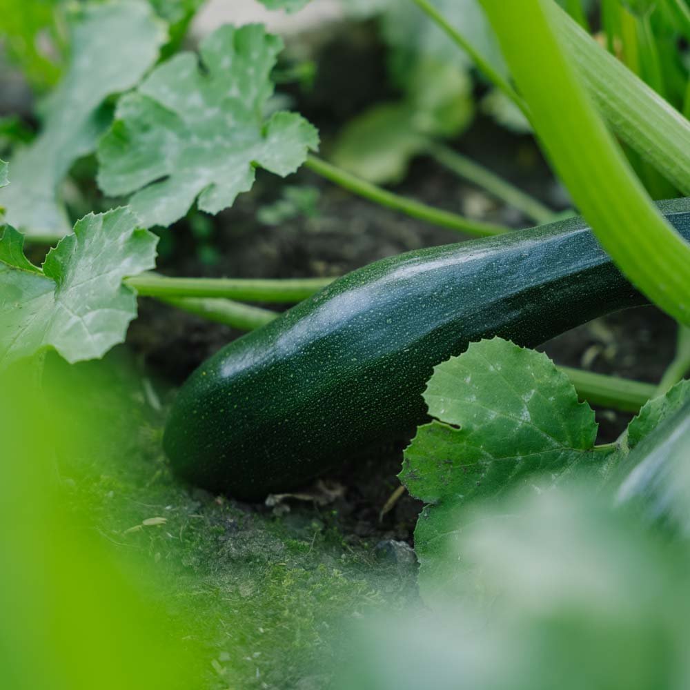 Zucchini Samen 'Black Beauty' - 6 Biosamen