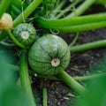 Zucchini Samen 'Ola redonda' - 5 Biosamen