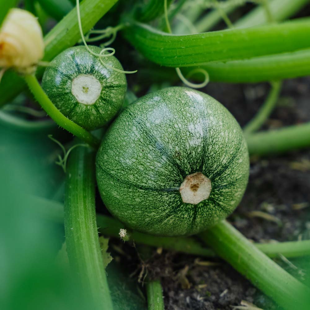 Zucchini Samen 'Ola redonda' - 5 Biosamen