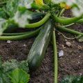 Zucchini Samen 'Zucchini' - 6 Biosamen