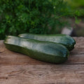 Zucchini Samen 'Zucchini' - 6 Biosamen