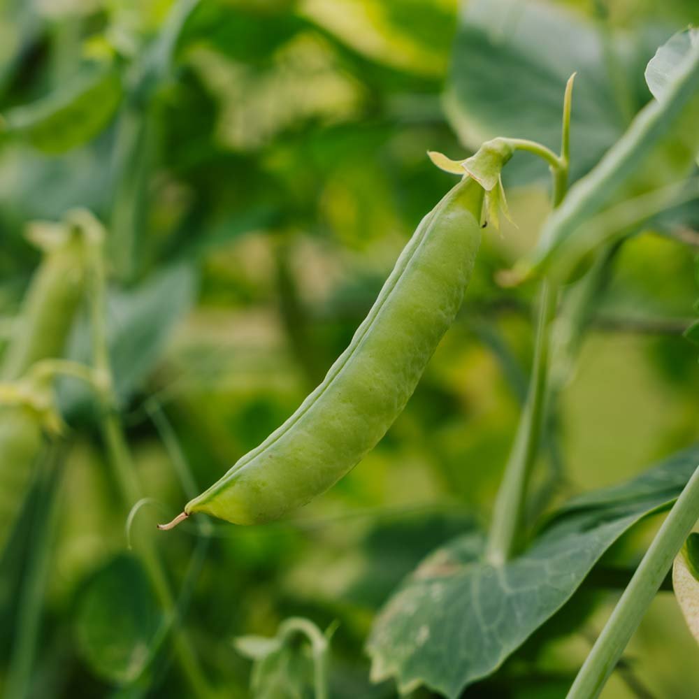 Zuckererbsen Samen 'Heraut' - 20 Biosamen