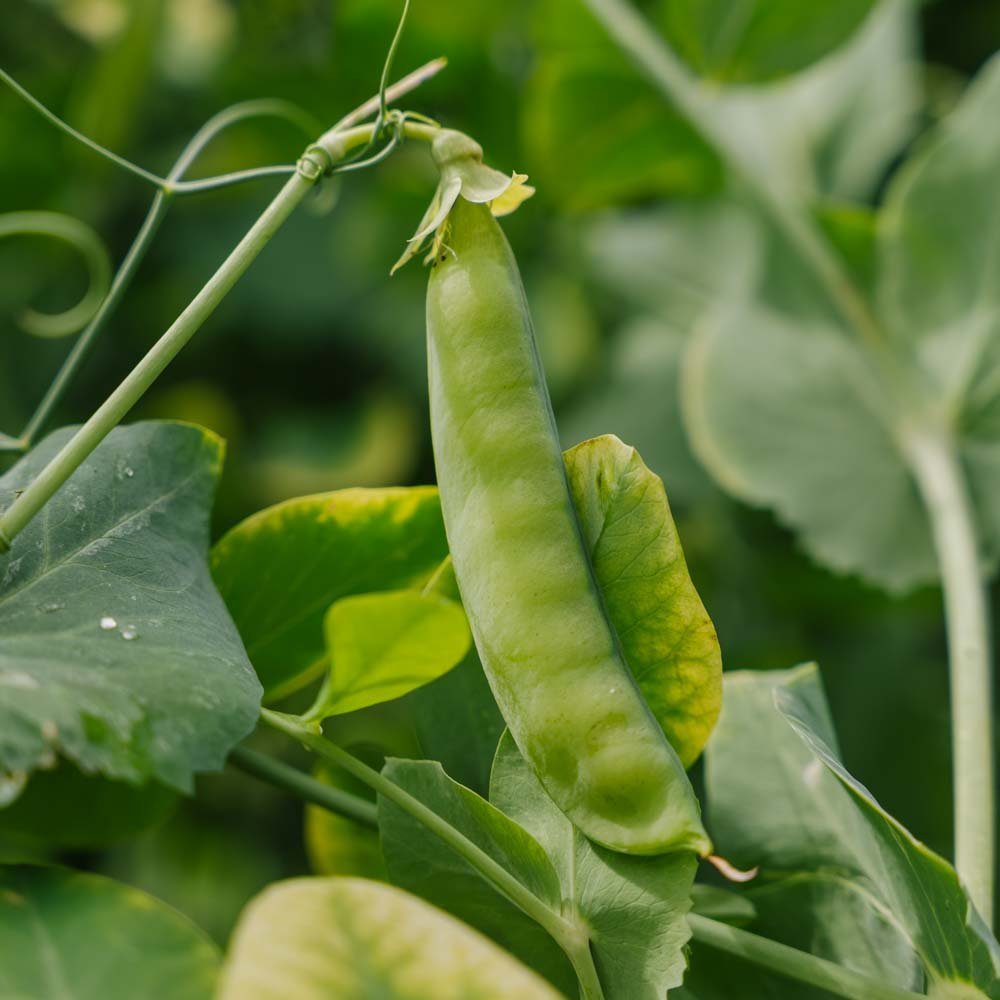 Zuckererbsen Samen 'Heraut' - 20 Biosamen