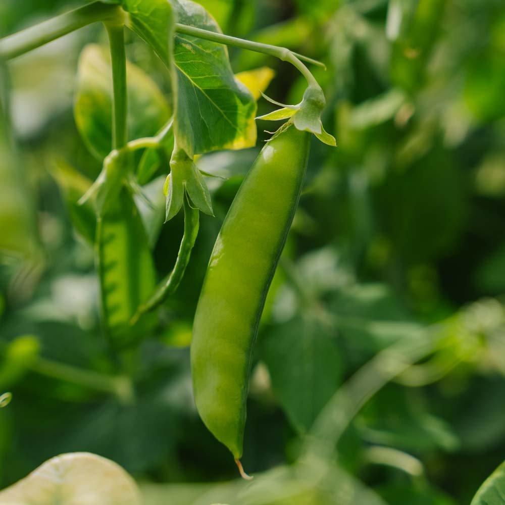 Zuckererbsen Samen 'Heraut' - 20 Biosamen