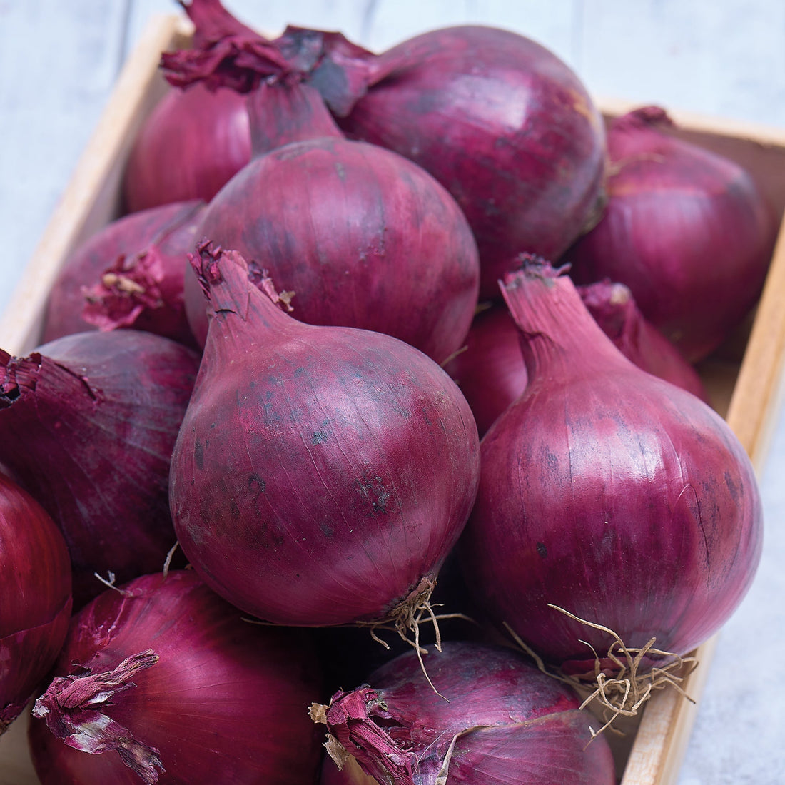 Zwiebel 'Karmen'