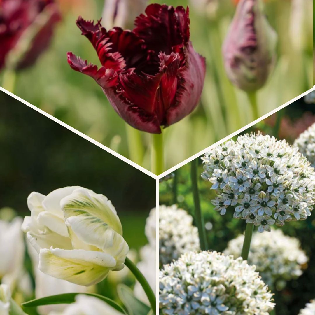 Zwiebel Lasagne 'Black & White Elegance'