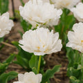 Zwiebel Lasagne 'Black & White Elegance'