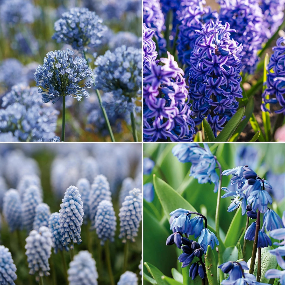 Zwiebel Lasagne 'Bluebell Wood'