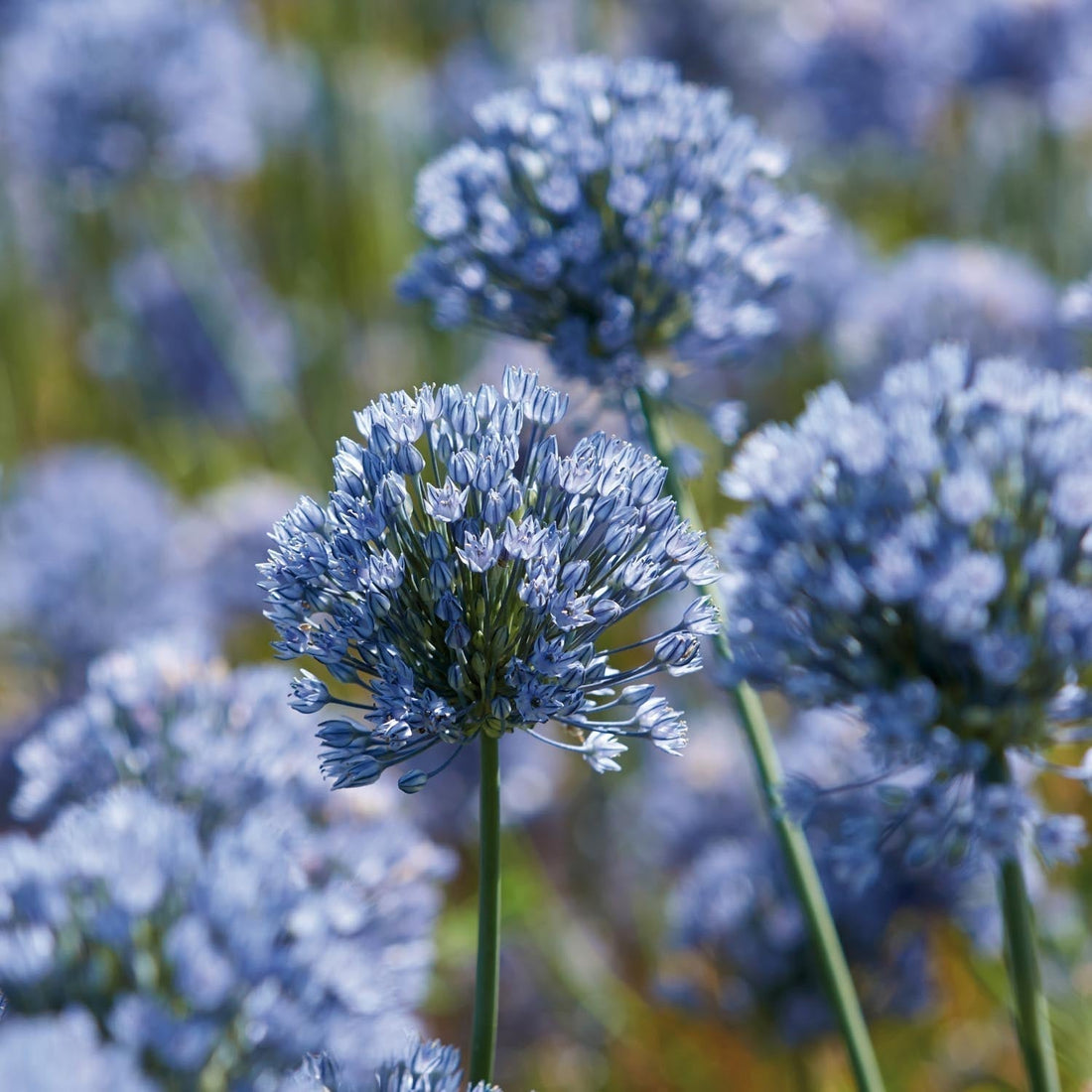 Zwiebel Lasagne 'Bluebell Wood'