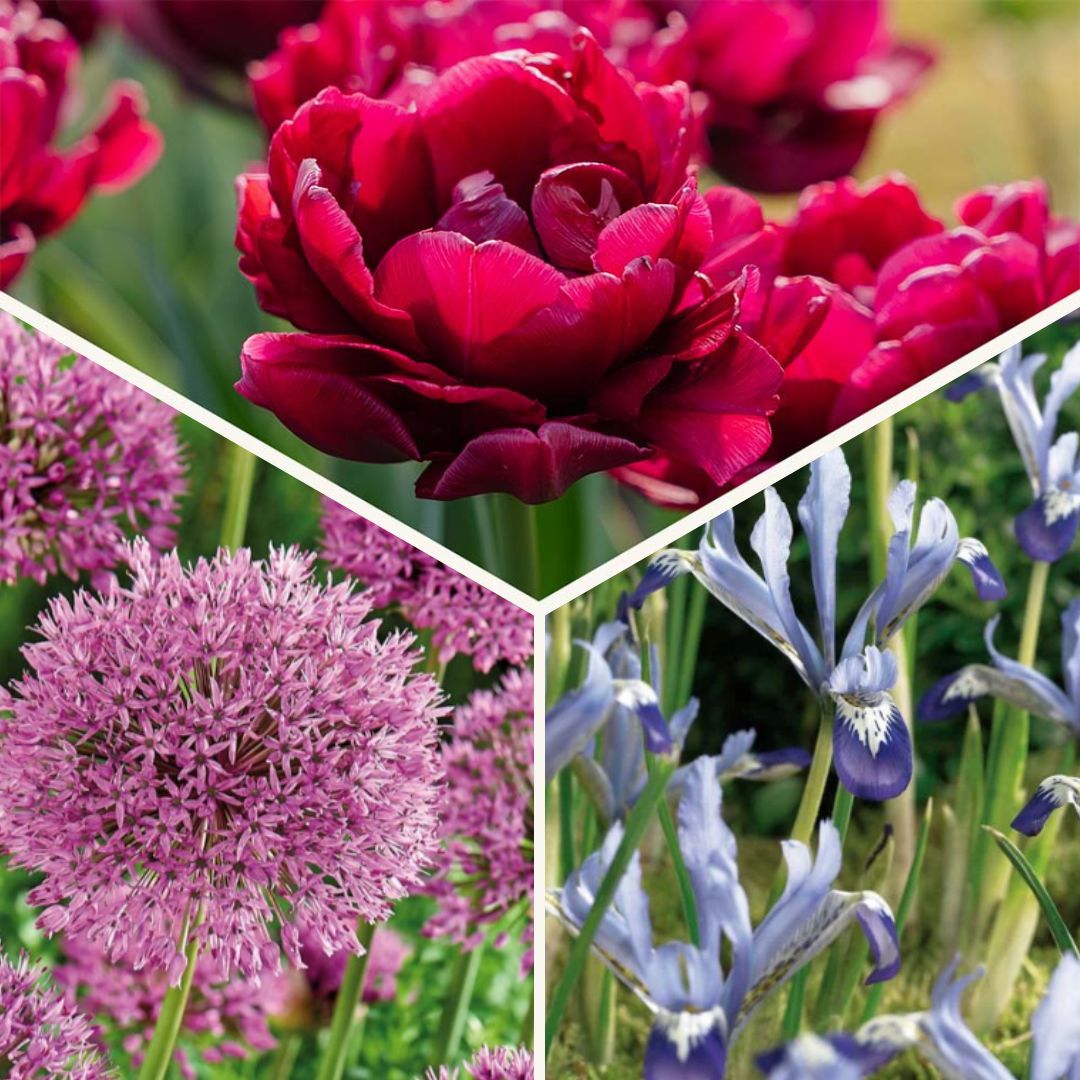 Zwiebel Lasagne 'Cotton Candy Mix'