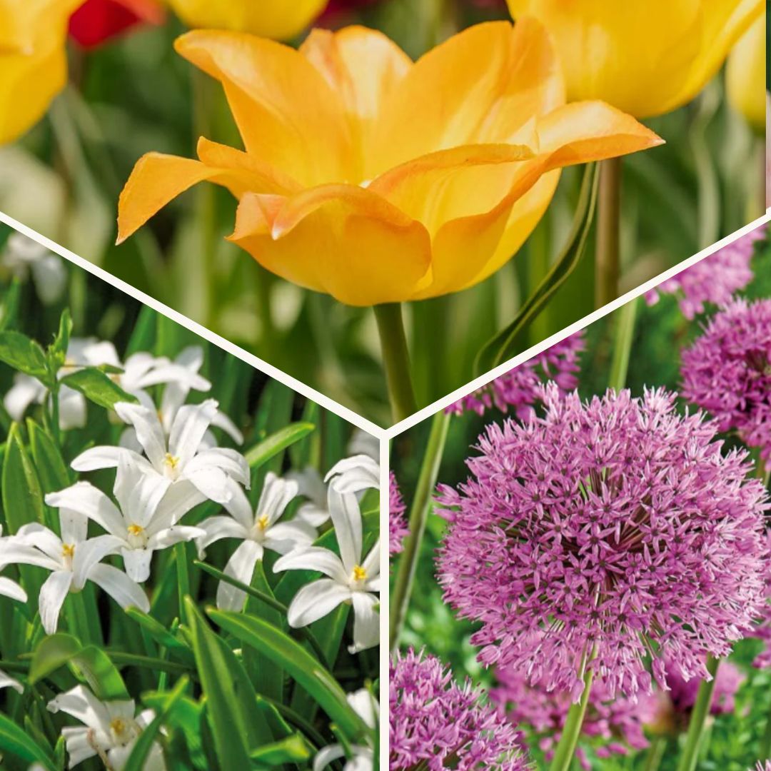 Zwiebel Lasagne 'Golden hour'