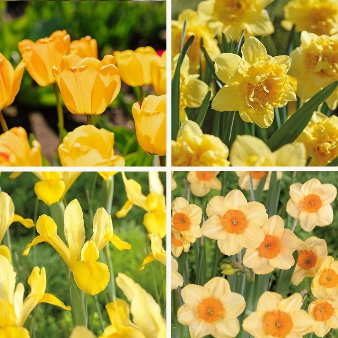 Zwiebel Lasagne ‘Golden Spring’