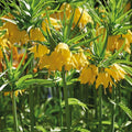 Zwiebel Lasagne ‘Golden Spring’