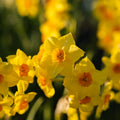 Zwiebel Lasagne ‘Golden Spring’