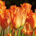 Zwiebel Lasagne ‘Golden Spring’